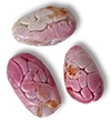 carupano pintao seed