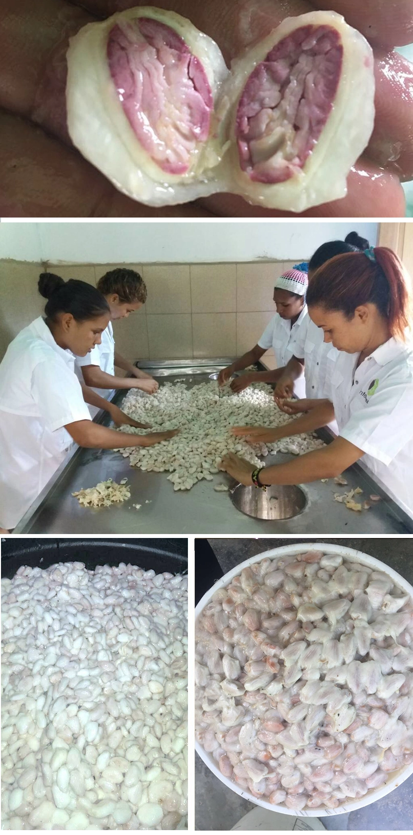 Carupano Pintao cocoa fermentation process in wooden boxes