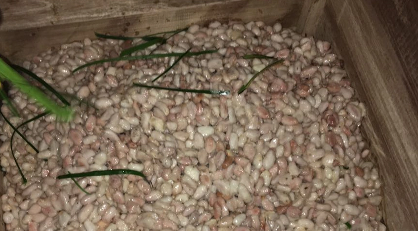 Carupano Pintao cocoa fermentation process in wooden boxes