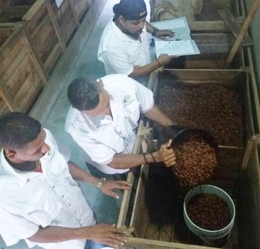 Carupano Pintao cocoa fermentation process in wooden boxes