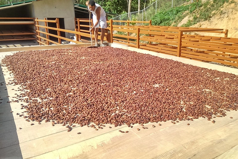 Carupano Pintao cocoa sun-drying process on wooden beds