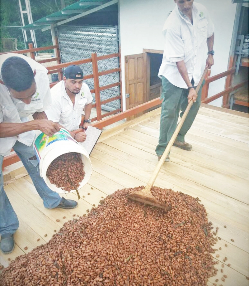 Carupano Pintao cocoa sun-drying process on wooden beds