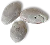 carupano pintao seed